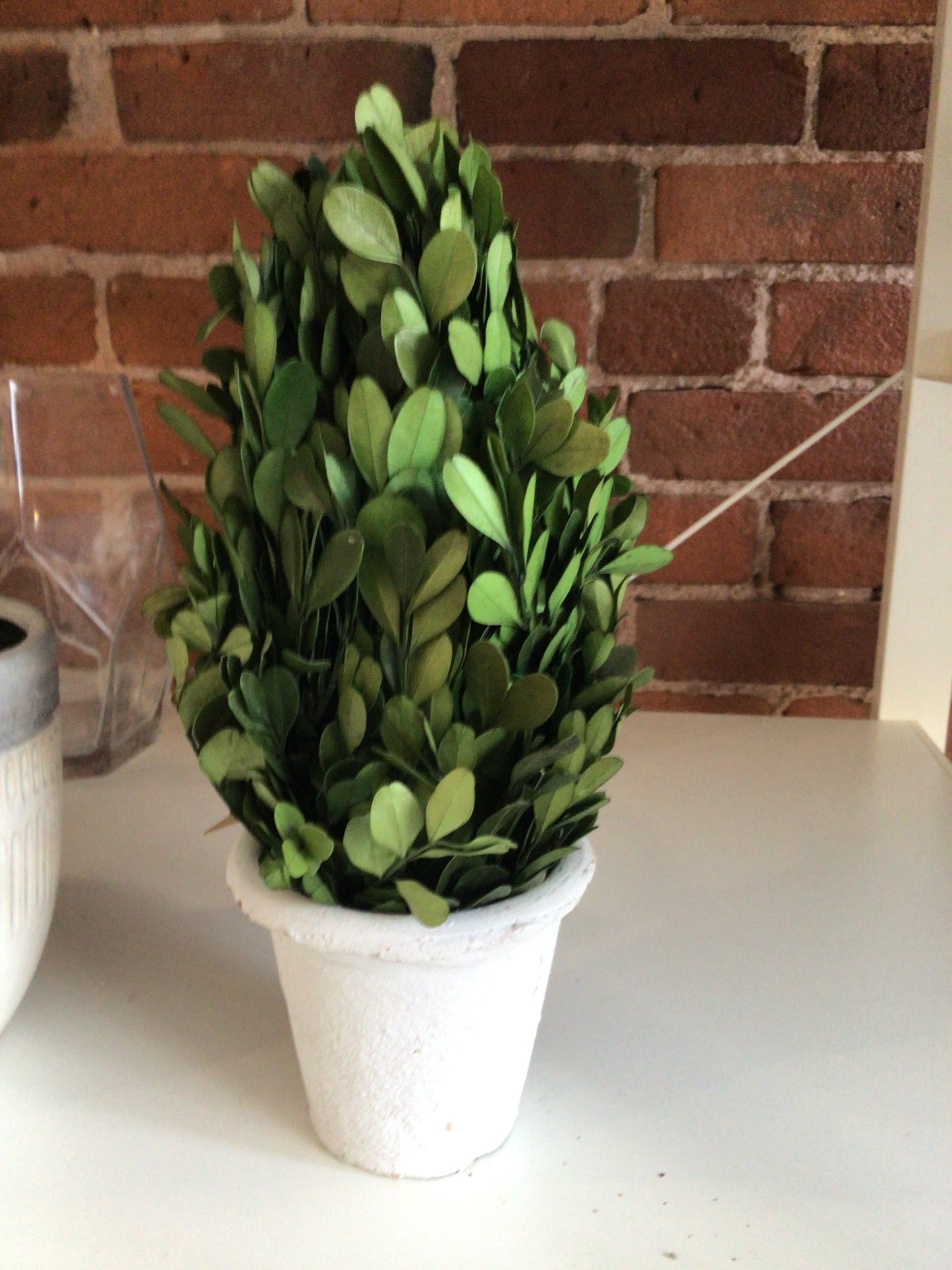 Preserved Boxwood With Clay Pot