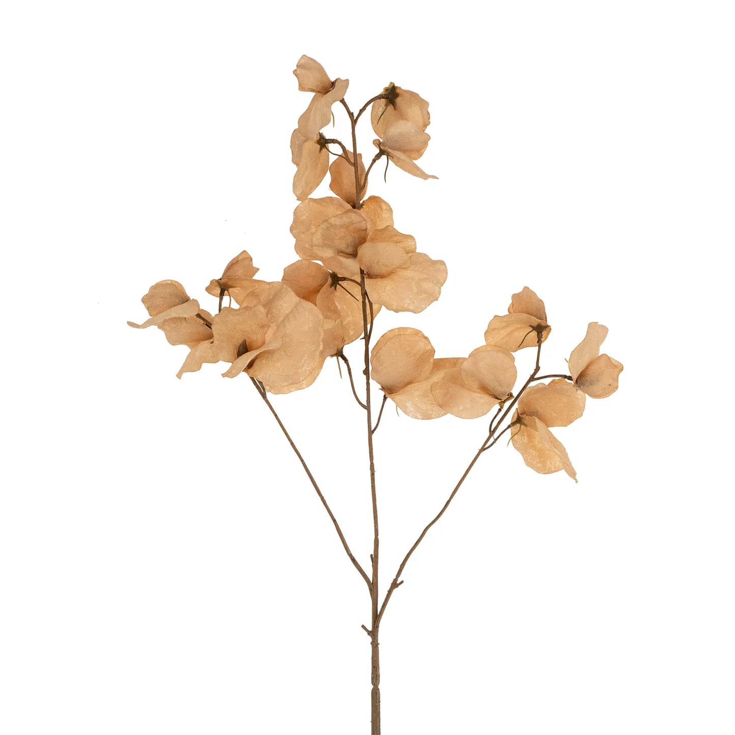 Sweet Pea Floral Stem