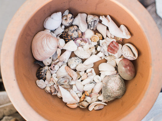 Seaside Treasures