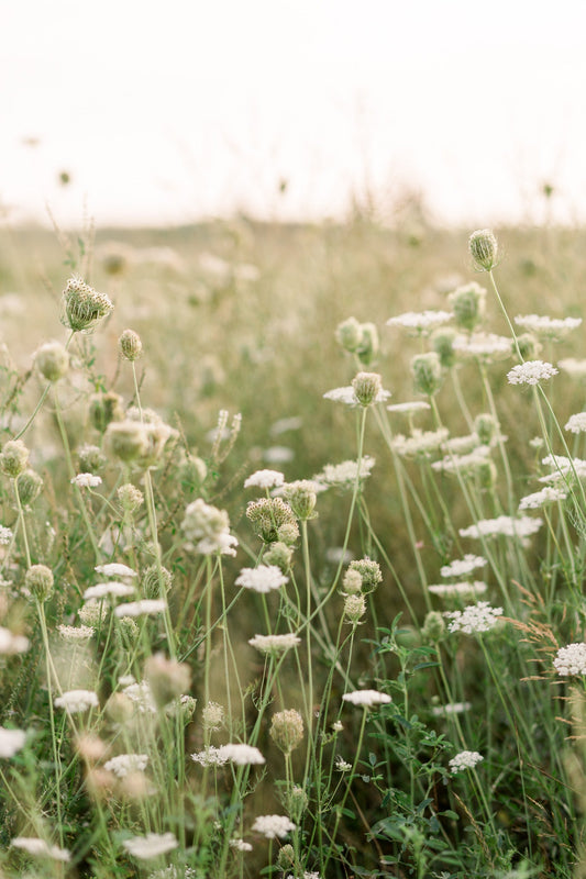 Wildflower Season