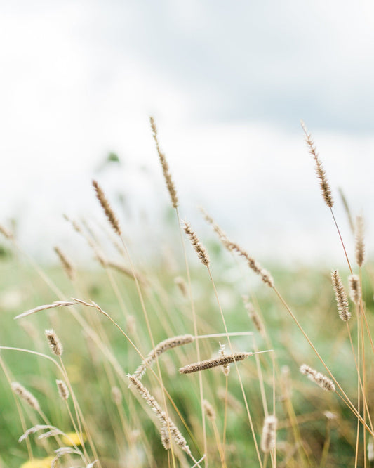 Soft Grass in the Breeze